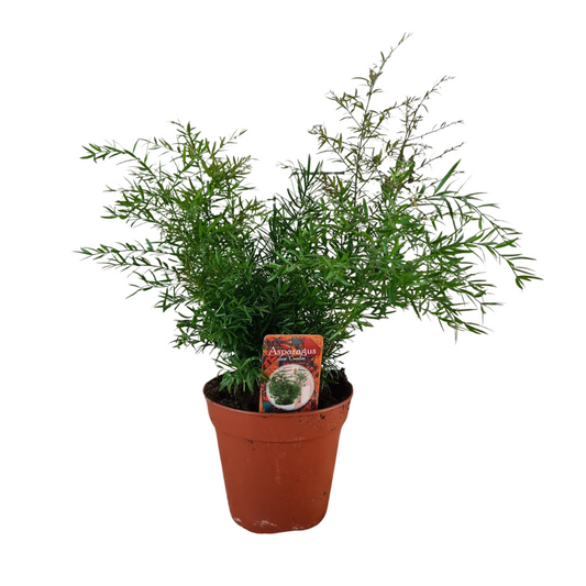 Asparagus Densiflorus Cwebe - Ø13cm - ↕30cm