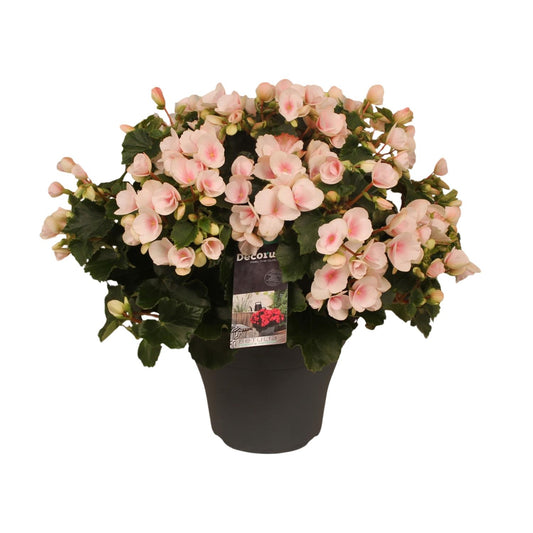 Begonia Betulia''light'' Licht Rose Decorum