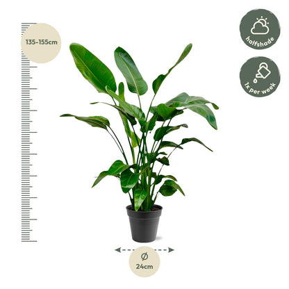 Strelitzia Nicolai - 140 - 150cm - Ø24