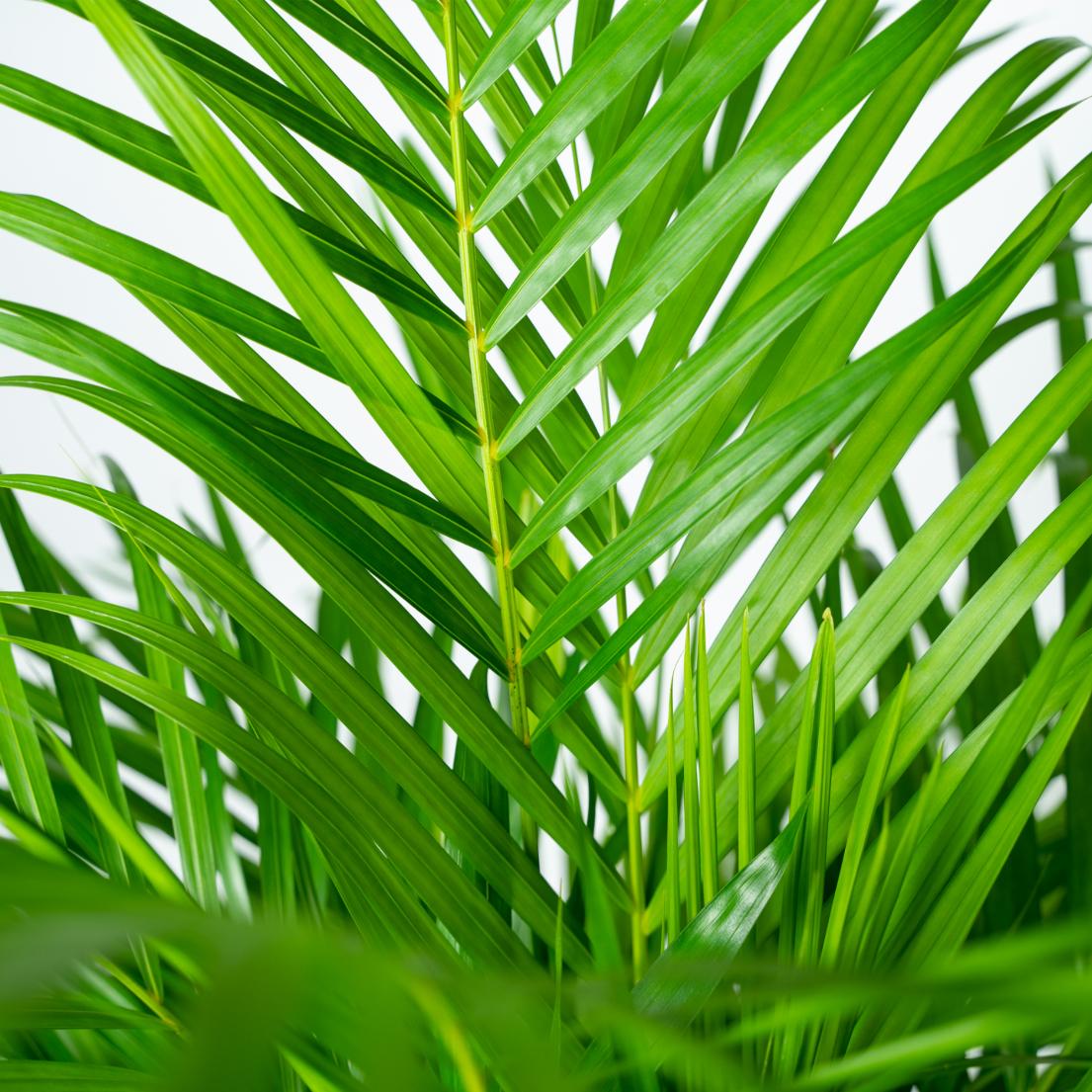 Goldfruchtpalme 110 cm – Tropisch & Pflegeleicht