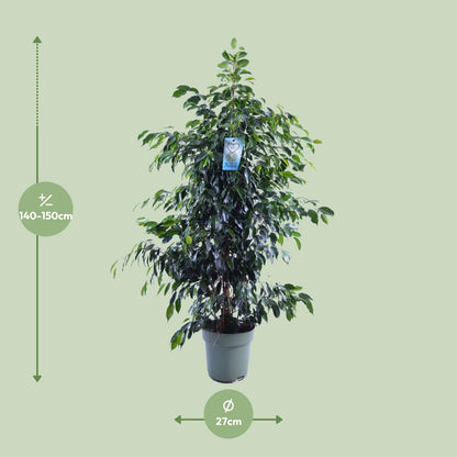 Ficus Benjamina Danielle - Ø27cm - ↕140cm