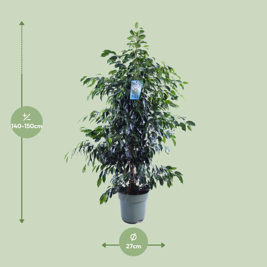 Ficus Benjamina Danielle - Ø27cm - ↕140cm