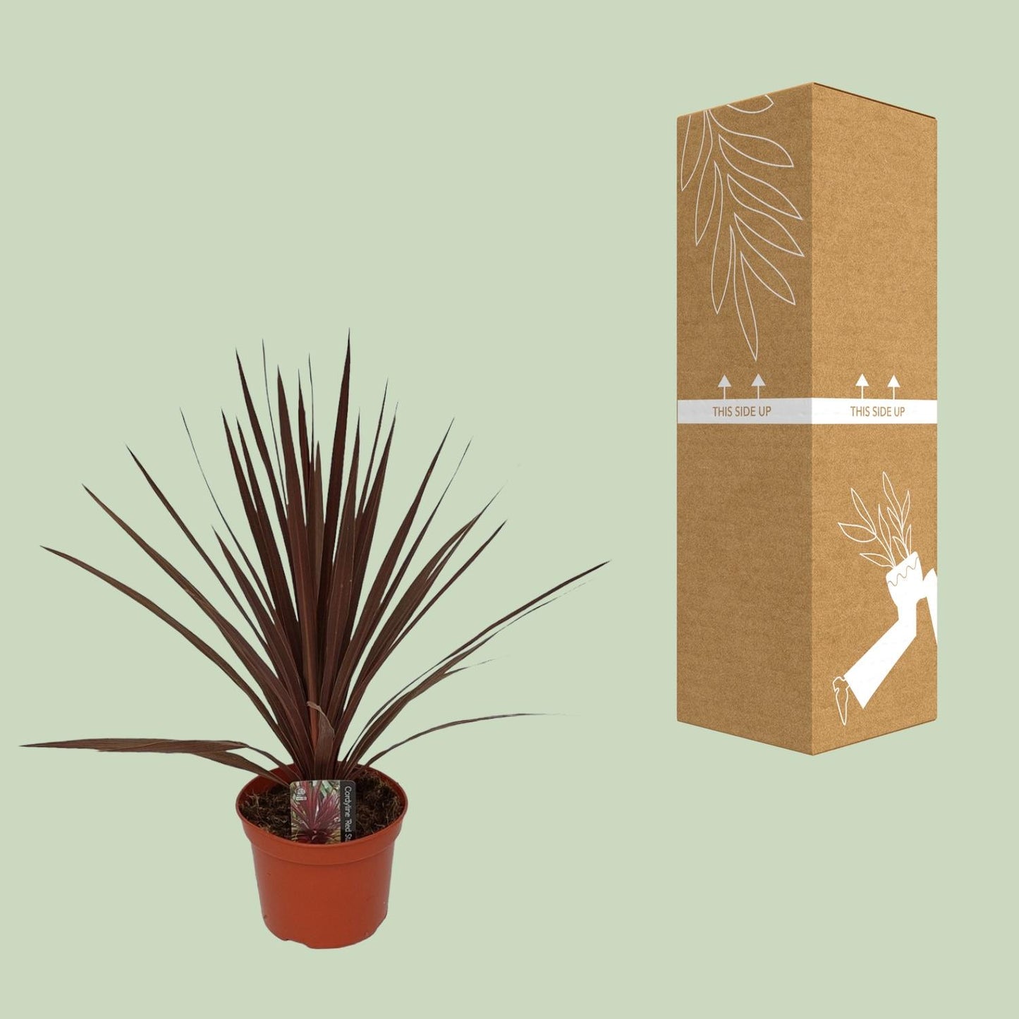 Cordyline Australis Red Star - Ø17cm - ↕60cm