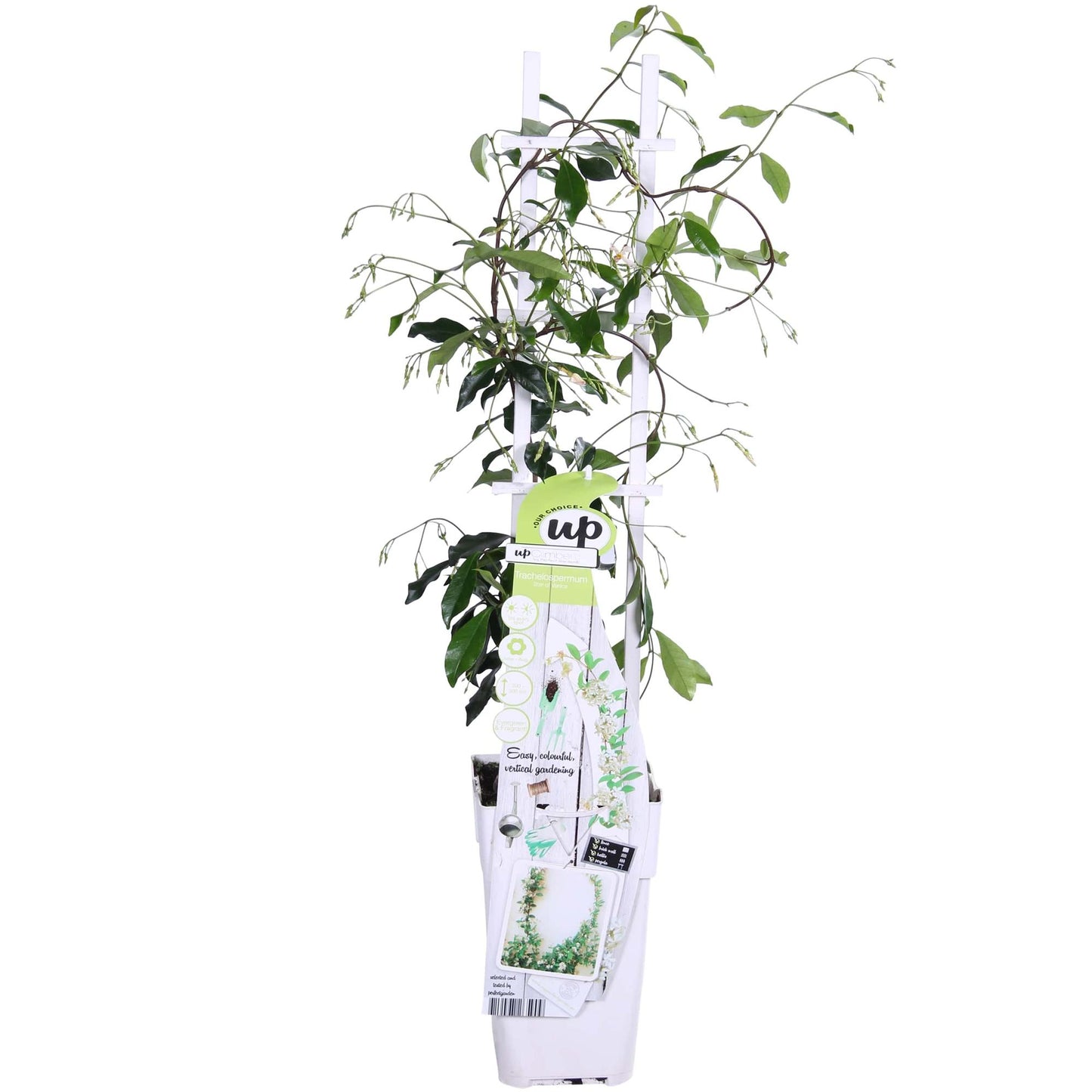 Trachelospermum 'Star of Venice' - Toskanischer Jasmin WeiÃŸ - Ø15cm - ↕65cm