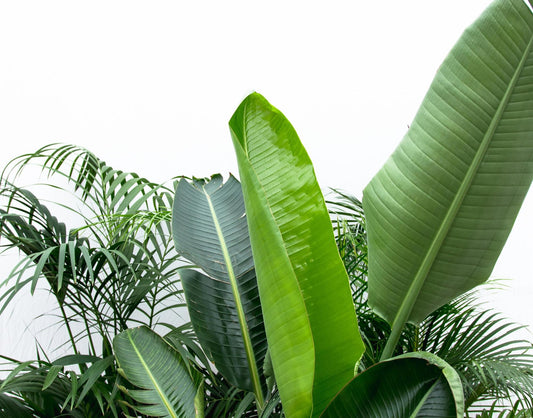 Vorteilspaket XXL - Kentia 200 cm, Strelitzia Nicolai 225 cm, Areca 200 cm