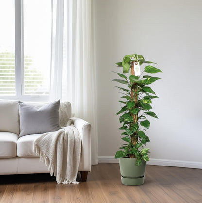 Epipremnum Pinnatum Mosstok 120cm Scindapsus - Ø24cm - ↕120cm