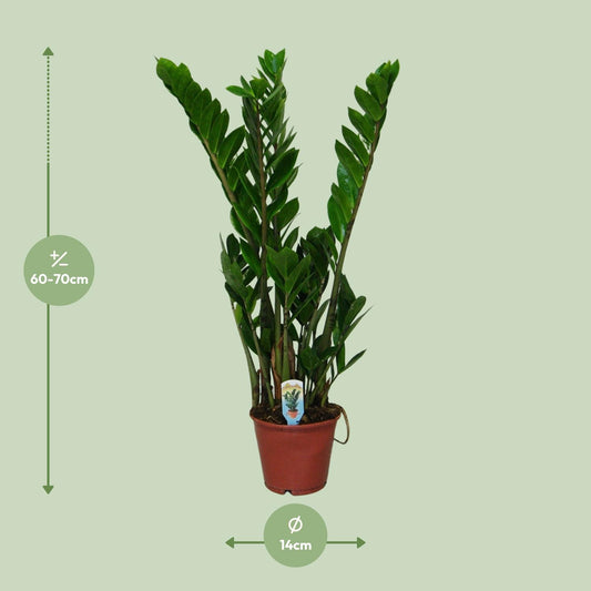 Zamioculcas Zamiifolia  - Ø14cm - ↕50cm