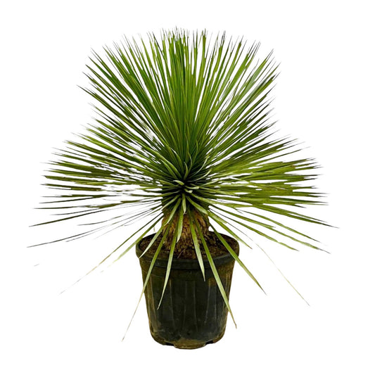 Yucca Rostrata Stamm 70 cm – Blaue Wüstenlilie elegant & pflegeleicht