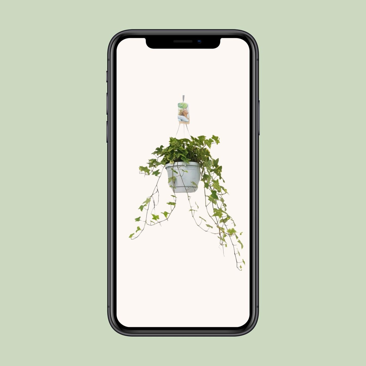 Hedera Helix Geelbont - Hangpot Wit / Basic - Ø17cm - ↕cm
