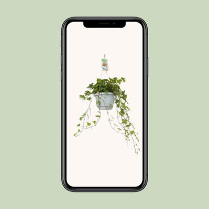 Hedera Helix Geelbont - Hangpot Wit / Basic - Ø17cm - ↕cm