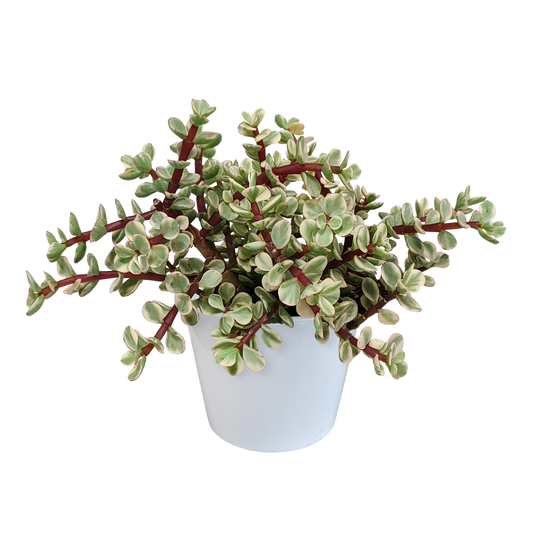 Speckbaum Variegata – Panaschierte pflegeleichte Sukkulente