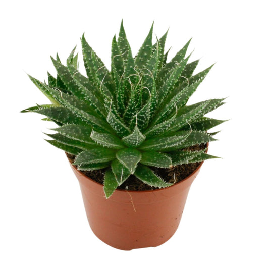 Aloë Aristata - Ø12cm - ↕20cm