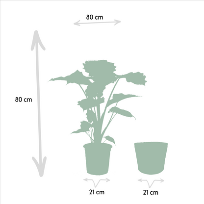 Alocasia Portodora - Ø21cm - ↕80cm + Korb Selin