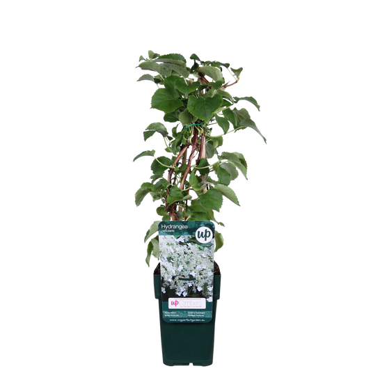 Hydrangea petiolaris - Kletternde Hortensie - Ø15cm - ↕65cm