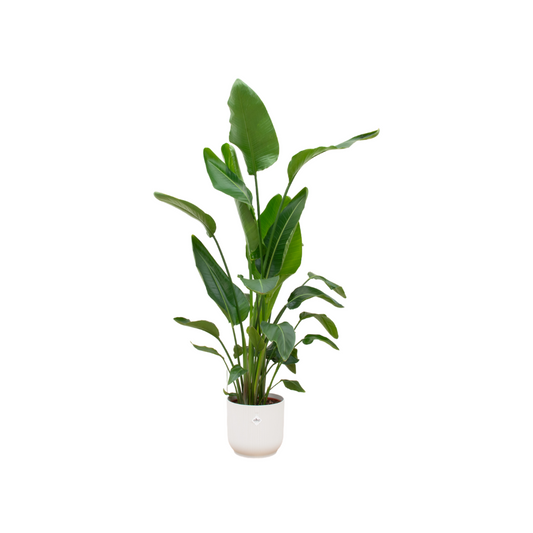 Weißer Paradiesvogel (Strelitzia Nicolai) 160 cm mit Topf