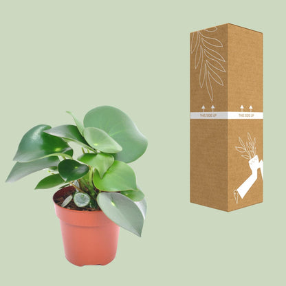Peperomia Raindrop - Ø12cm - ↕20cm