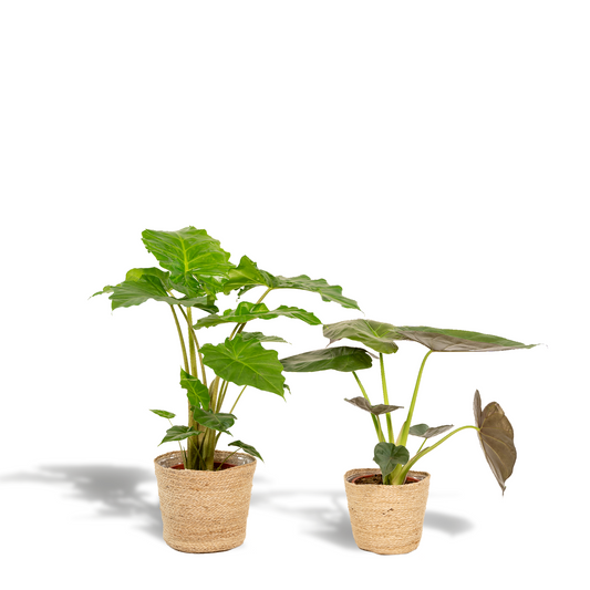 Alocasia Wentii - Ø19cm - ↕60cm + Alocasia Portodora - Ø19cm - ↕75cm + Korb Selin
