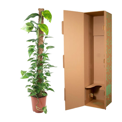 Fensterblatt am Moosstab – 150 cm pflegeleichte Zimmerpflanze
