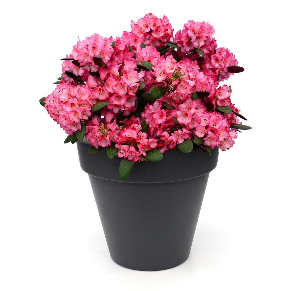 Rhododendron 'Wine & Roses' - Ø13cm - ↕20cm