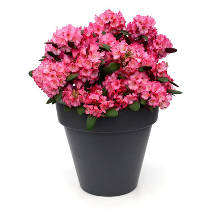 Rhododendron 'Wine & Roses' - Ø13cm - ↕20cm