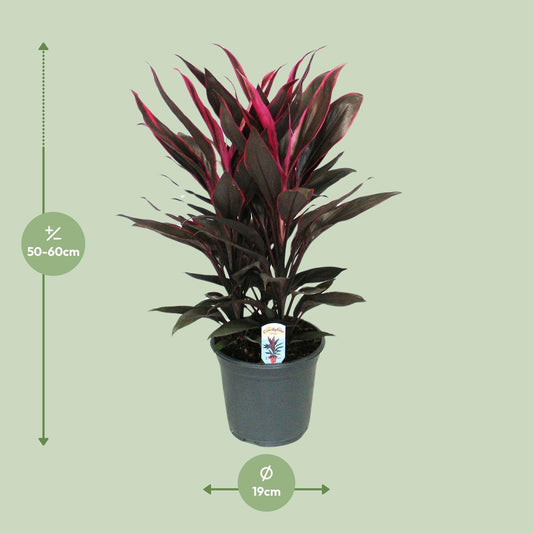 Cordyline Tango Toef - Ø19cm - ↕55cm