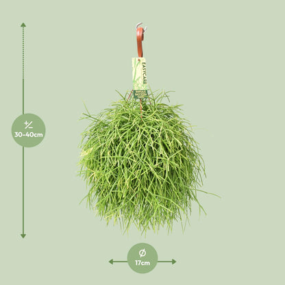 Rhipsalis Baccifera Oasis - Ø17 ↕35