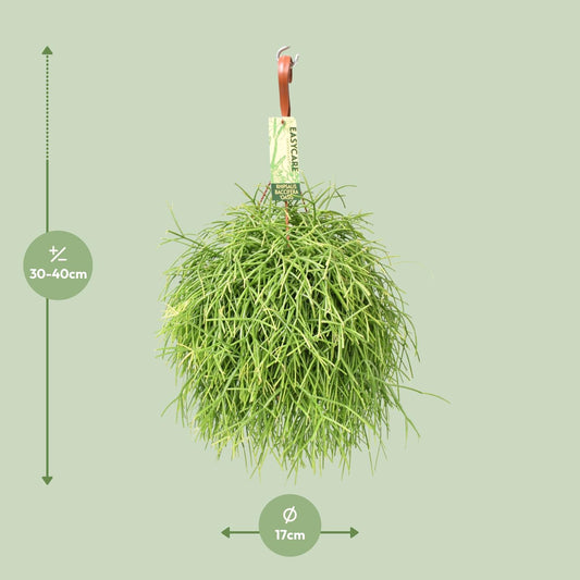 Rhipsalis Baccifera Oasis - Ø17 ↕35