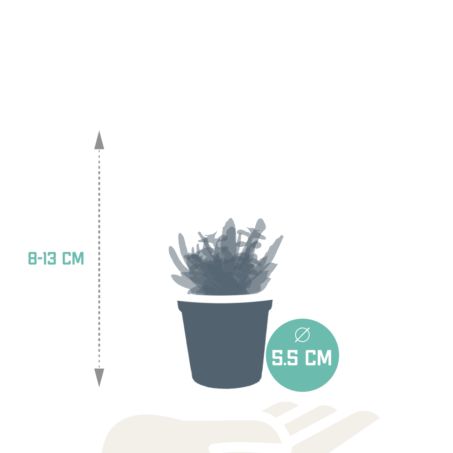 Vetplanten-Mischung 5,5 cm - 5x - zonder pot