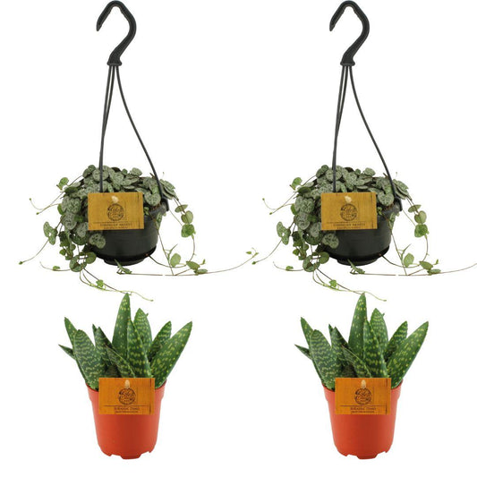 2x Aloe Paradisicum + 2x  Ceropegia Woodii - 4 stuks - Ø10.5cm - ↕10cm