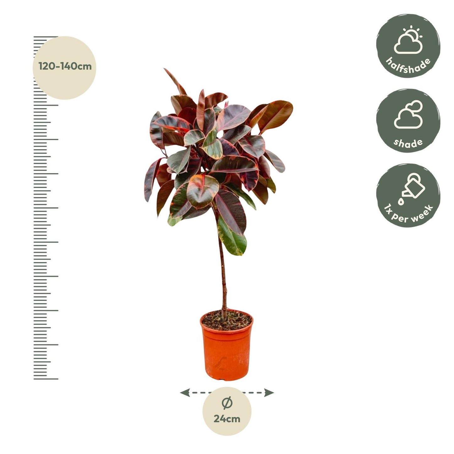 Gummibaum 'Belize' auf Stamm – 130 cm Zimmerpflanze