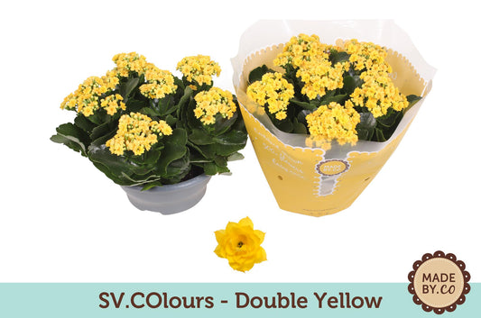 Kalanchoe Double Yellow - Ø23cm - ↕27cm