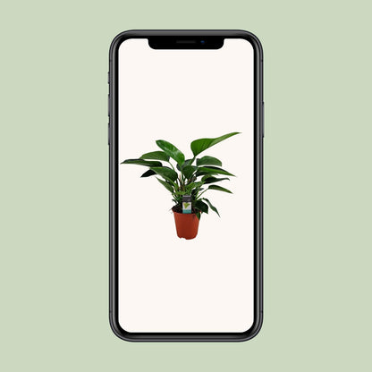 Philodendron Congo Apple - Ø19cm - ↕65cm