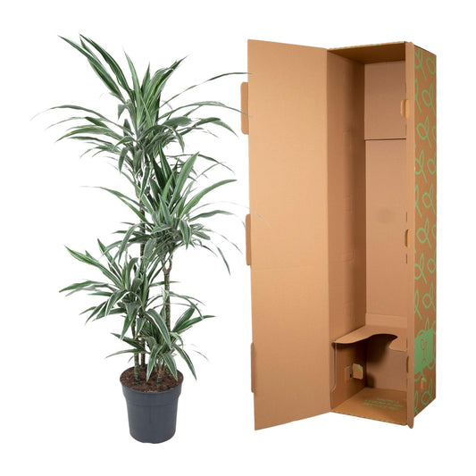 Drachenbaum Warneckei 145 cm – Pflegeleichte & Stilvolle Zimmerpflanze