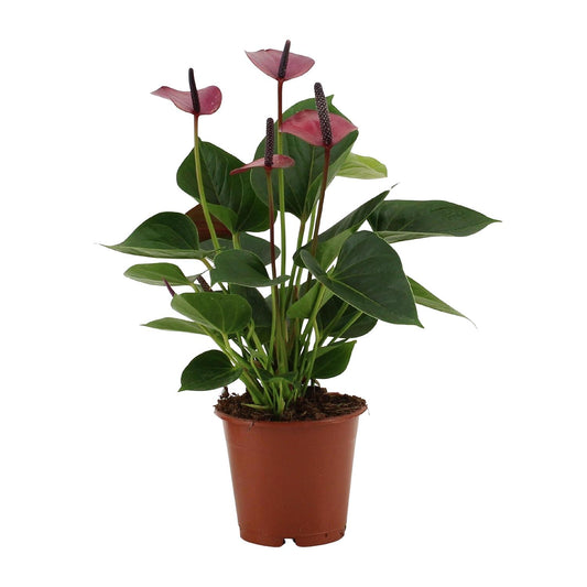 Anthurium Baby Purple In Transparant Sleeve - Ø12cm - ↕36cm