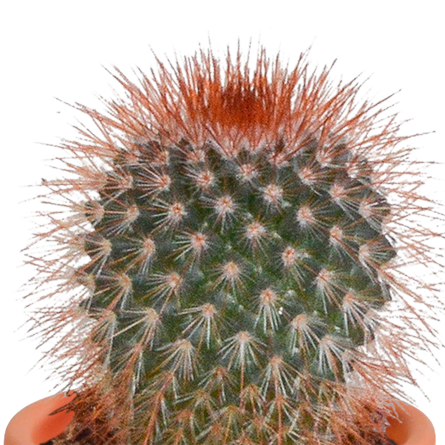 Kakteen & Sukkulenten Mix – 15 pflegeleichte Pflanzen im 5,5 cm Topf