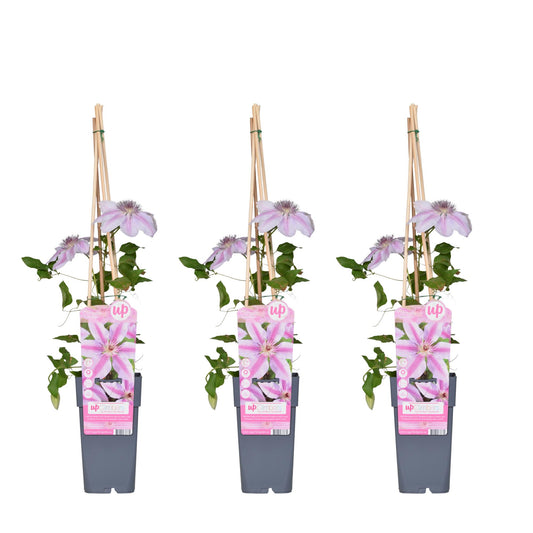 3x - Clematis Nelly Moser - ↨65cm - Ø15