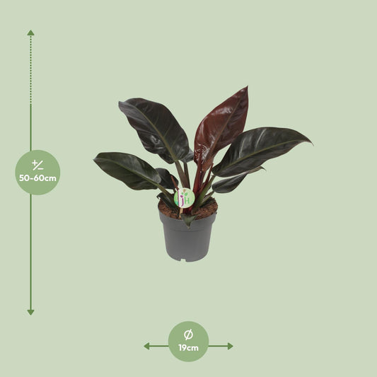 Philodendron Imperial Red - Ø19cm - ↕55cm