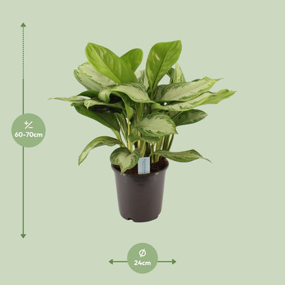 Green Agla 'Silver Bay' (Aglaonema)