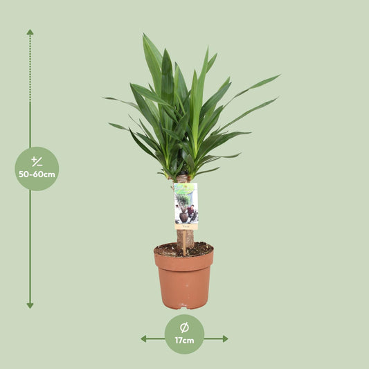 Yucca Elephantipes - Ø17cm - ↕60cm
