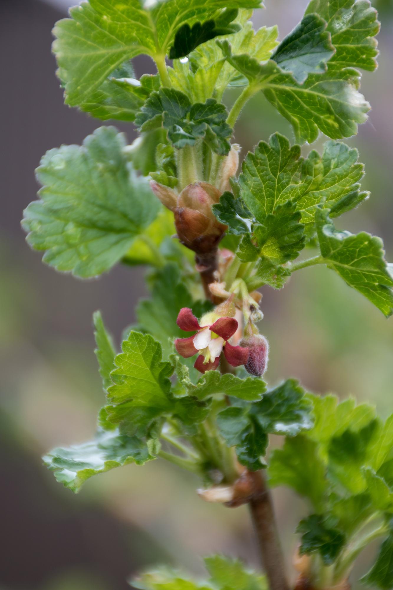 2x - Ribes EasycrispÂ® 'Lady Sun' - ↨45cm - Ø13