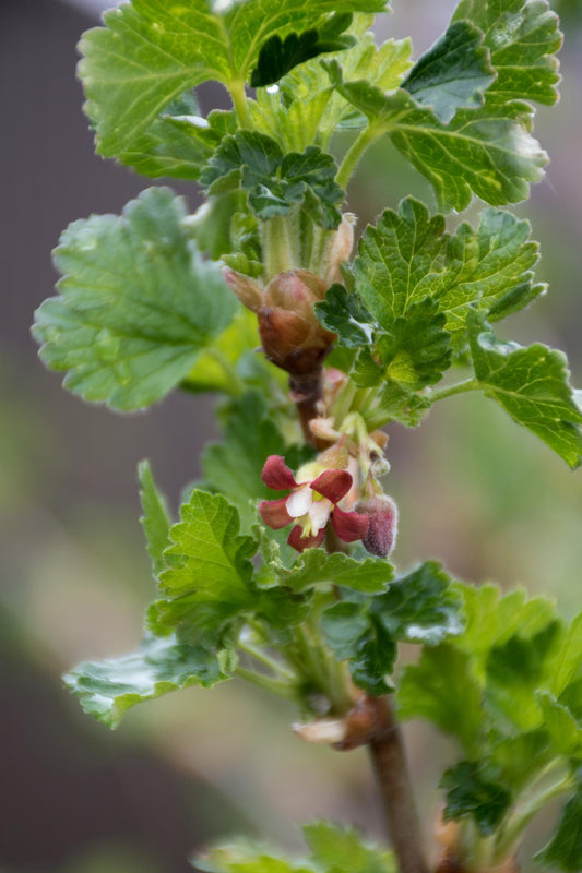 2x - Ribes EasycrispÂ® 'Lady Sun' - ↨45cm - Ø13