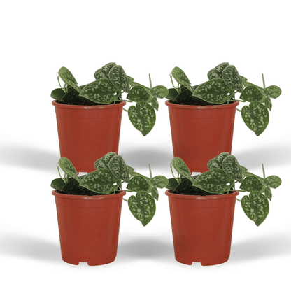 4x Scindapsus Pictus - Epipremnum - 5cm - ø12