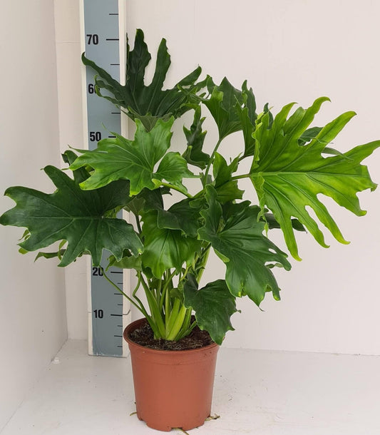 Philodendron Lickety Split