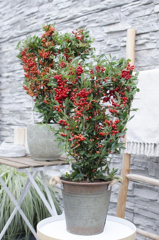Pyracantha coccinea Red Star - Ø23cm - ↕75cm - Ø19 - ↨70cm