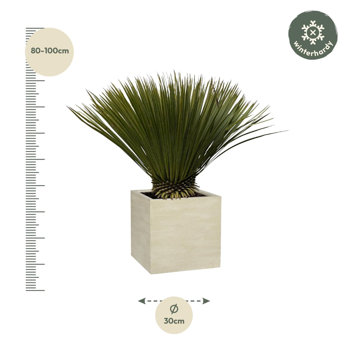 Blaue Palmlilie Yucca Rostrata – 75 cm – Exotische Kübelpflanze