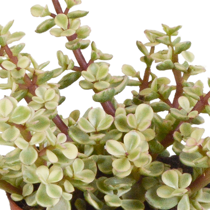 Crassula-Mix 3er Set im Terrakotta-Topf 8,5 cm