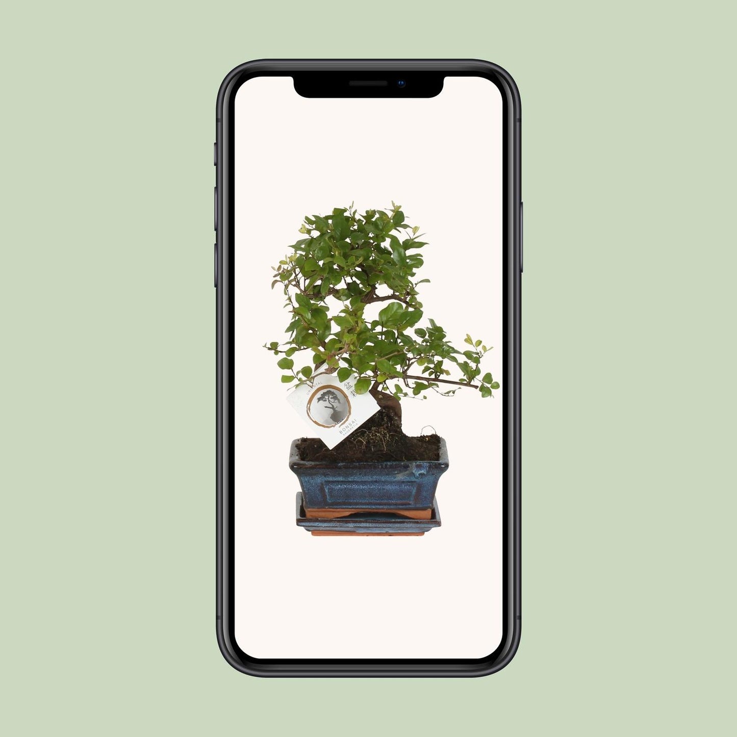Bonsai 'Sageretia' S-vorm Ø15cm - ↕15cm