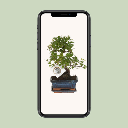 Bonsai 'Sageretia' S-vorm Ø15cm - ↕15cm