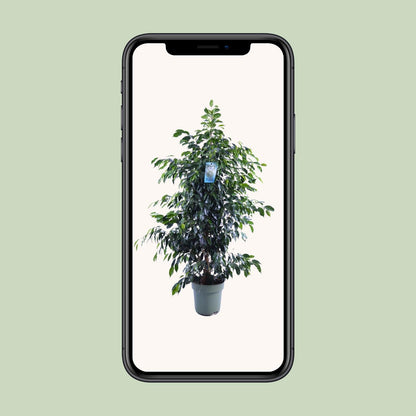 Ficus Benjamina Danielle - Ø27cm - ↕140cm