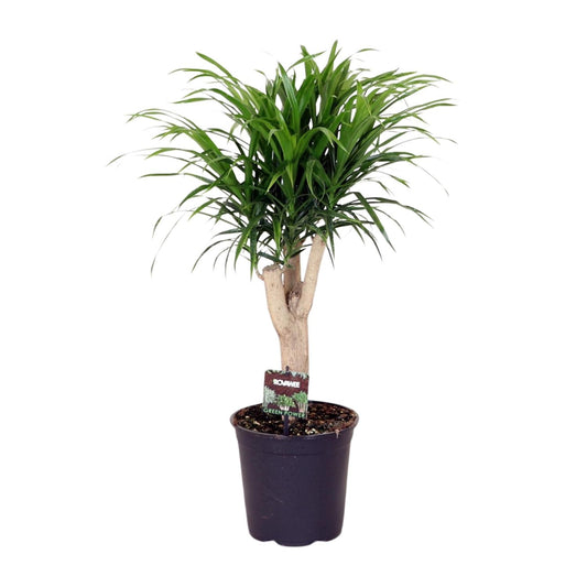 Dracaena Refl. Anita - Ø21cm - ↕70cm